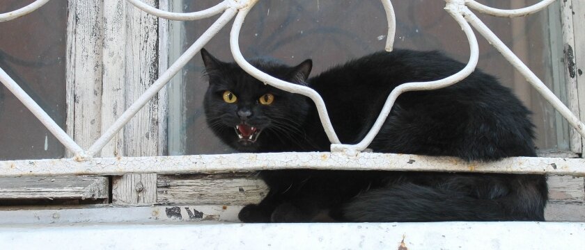 Черный кот сидит на подоконнике, Ивантеевка, Московская область