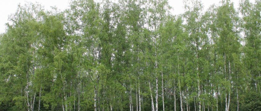 Березовая опушка, возможны клещи на ветках деревьев, Ивантеевка, Подмосковье