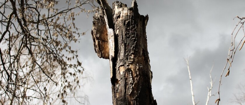 Ствол мёртвого дерева без верхушки, на фоне серое и грязное небо
