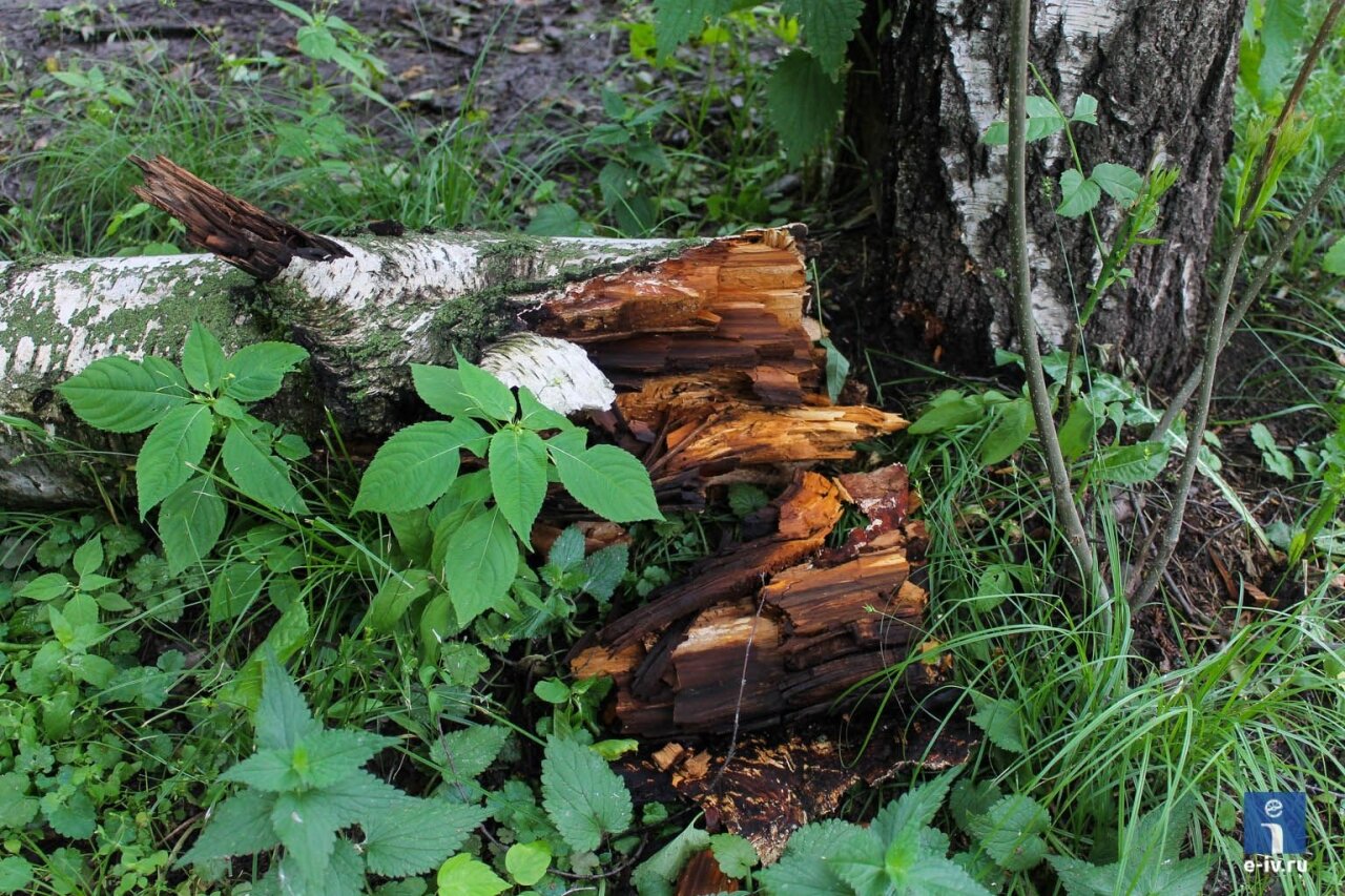 Поваленная берёза, в результате болезни дерево прогнило, ослабло и упало, Ивантеевка, Московская область