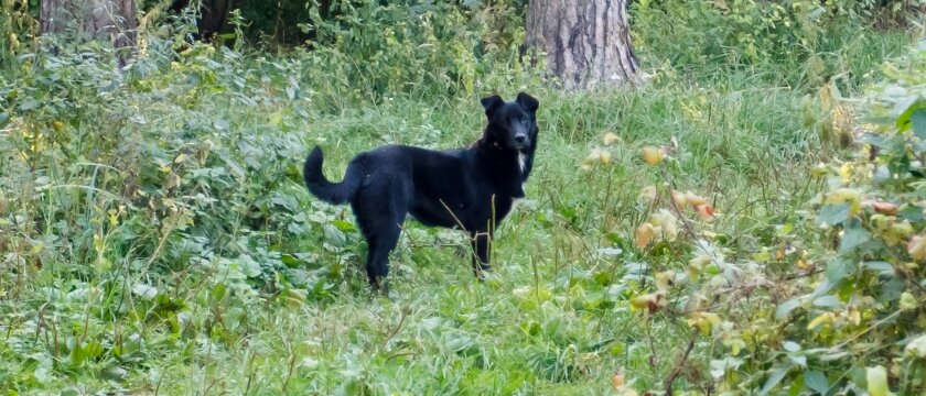 Черныё пёс средних размеров на входе в лес