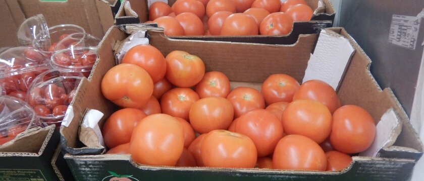 Помидоры, рядом стоят томаты черри, сельское хозяйство Подмосковья