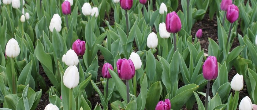 Разноцветные тюльпаны – традиционные цветы к 8 марта