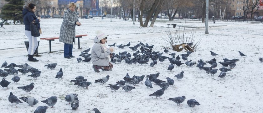 Девочка подкармливает голубей зимой, голубь – символ мира, Ивантеевка, Московская область