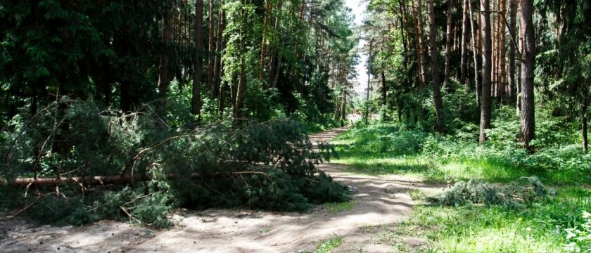 Лес на Детской, посередине дороги лежит дерево, Ивантеевка, Московская область