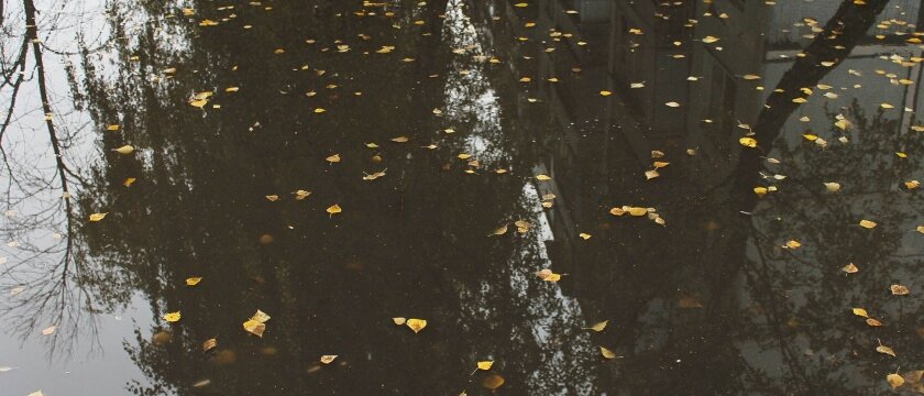 Отражение деревьев и дома №9 по Заводской, жёлтые листья берёзы делают фотографию интереснее