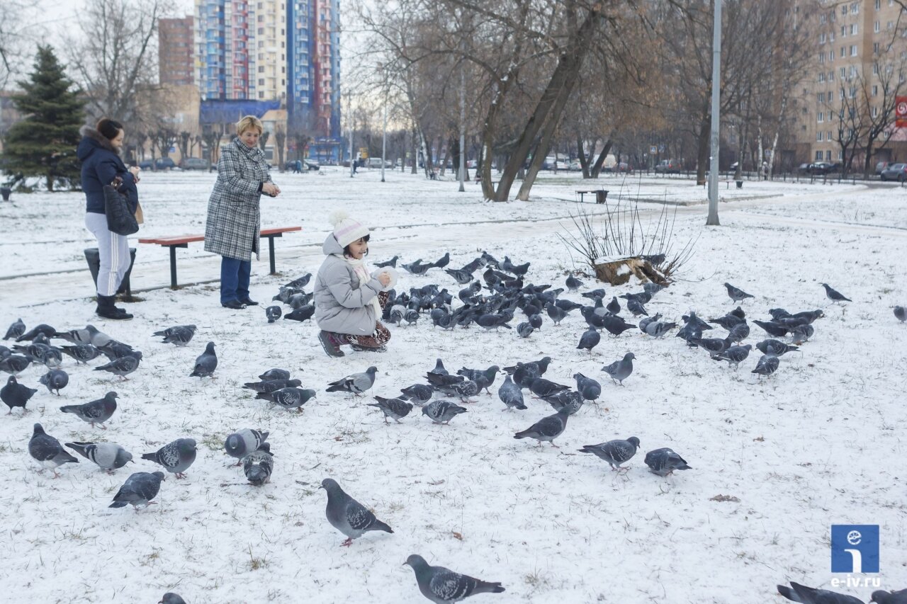 Девочка подкармливает голубей зимой, голубь – символ мира, Ивантеевка, Московская область