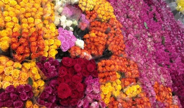 Букеты роз различного цвета, международный женский день – 8 марта