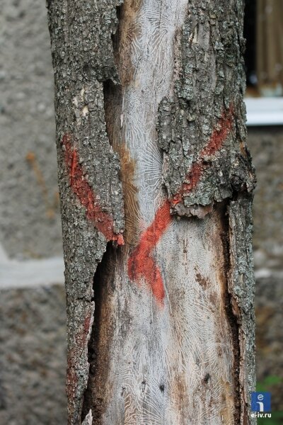 Ствол очень сухого дерева, кора почти отвалилась, на стволе красный крест, больше похожий на галку, на стволе дорожки короеда, Ивантеевка
